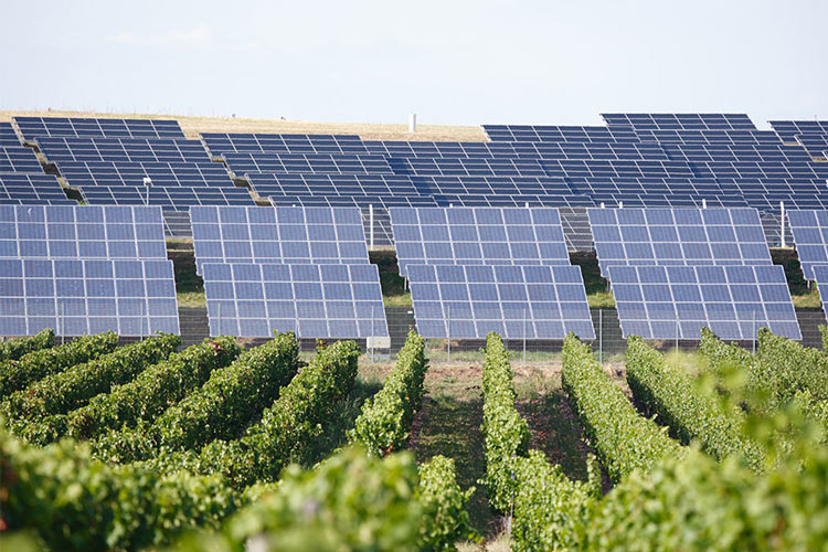 Wine production powered by the sun